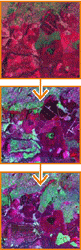 multi-date Landsat imagery
